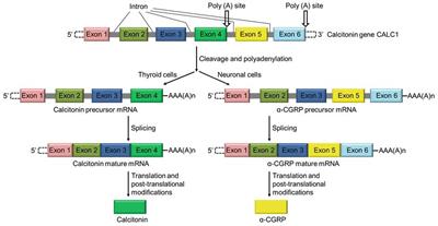 Protective Role of α-Calcitonin Gene-Related Peptide in Cardiovascular Diseases